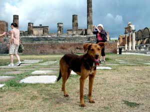 Cani sito archeologico Pompei