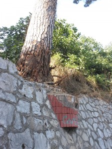 Il Pino di Via Meta Amalfi